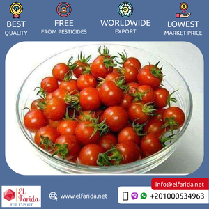 Ai Cập Nguồn Gốc Nhà Cung Cấp Chất Lượng Hàng Đầu Bán Buôn Số Lượng Lớn Trái Cây Tươi <span class=keywords><strong>Cherry</strong></span> Màu Đỏ Rau Tươi Cà Chua Tại Giá Tốt Nhất - Product Image 2