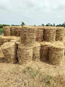 Balles de paille de riz du Vietnam propres et sèches pour l'alimentation du bétail, la culture des champignons et les applications de paillage - Product Image 5