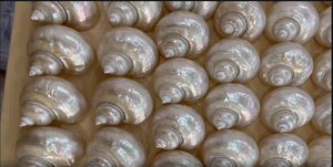 Trésor naturel de l'océan de Shell Turbo brillant pour la décoration sur le thème de la mer - Product Image 6