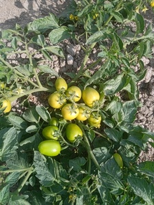 Graines de tomates hybrides Moon Star SARDAR F1 - Pureté 99,9% - Taux de germination 90% - Durée de conservation de 2 ans - Product Image 4