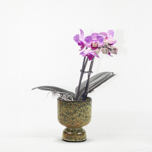 CHC2204FG - Taza Pequeña Marrón con Diseño de Puntos - 3 W x 3.5 H - Product Image 6