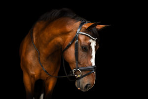 Brida de caballo de moda de cuero genuino Brida de caballo de cuero de lujo Brida de caballo MEJOR cuero genuino de alta calidad - Product Image 4