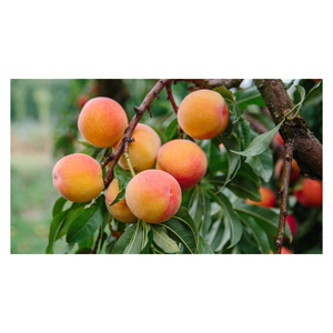 Pêche Sauvage de Première Qualité au Meilleur Prix Biologique Naturel France Fruits Frais VIVO SOLEM SARL en Vente - Product Image 2