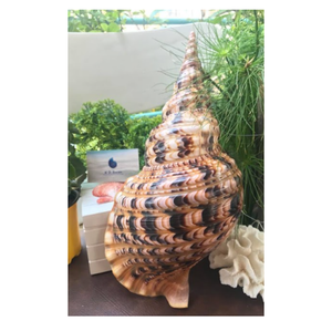 เปลือกหอยยักษ์ธรรมชาติทรัมเป็ต Atlantic trumpet เปลือกหอยสำหรับตกแต่งบ้านและตกแต่งตู้ปลา - Product Image 6