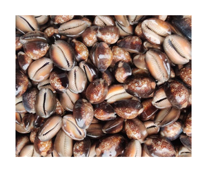 Bonitas cuentas de concha de cauri, conchas marinas ovaladas, conchas marinas de playa para manualidades, decoración del hogar, fabricación de joyas - Product Image 1