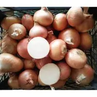 Export qualität Nasik Golden Onion Pink Bulb Exporteur