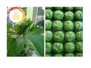 Suministro de hojas de yuca congeladas envasadas para importadores y la industria alimentaria de Vietnam de origen vegetal tropical Premium - Product Image 6