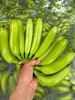 FRESH CAVENDISH BANANA VERDE PROVEEDORES DE EXPORTACIÓN DE VIETNAM BLUE LOTUS PRECIO BARATO 2025