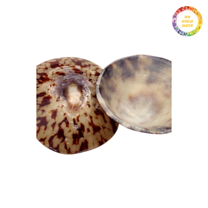 Fourniture en vrac de coquilles de patelle à faible coût pour la fabrication de bijoux et la décoration de la maison avec exportation de qualité supérieure assurée - Product Image 3