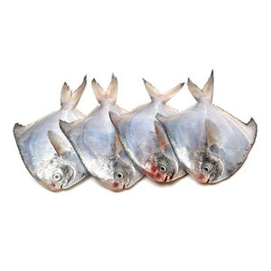 Poisson pomfret frais disponible pour l'exportation en vrac avec une assurance qualité supérieure - Product Image 5