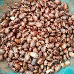 Graines de ricin de qualité supérieure en gros à vendre - Product Image 2