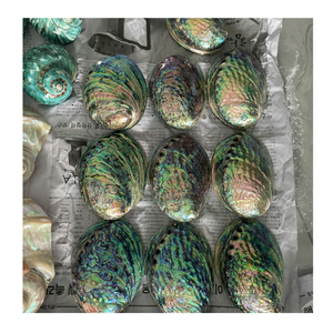 Coquilles d'ormeau pour bricolage et décoration d'affichage Coquilles d'ormeau du Vietnam Ajouter un style océanique unique - Product Image 2