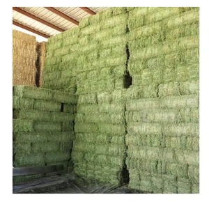 Heno de alfalfa 100 por ciento natural con heno de alfalfa proteico empaquetado en pacas y disponible para alimentación de animales a granel - Product Image 4