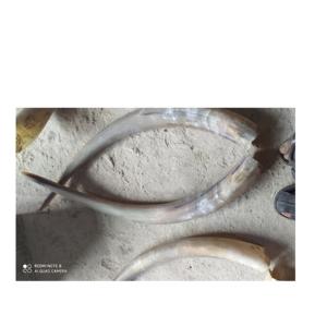 โบราณควายคู่ฮอร์นขายดีที่สุดคู่ฮอร์นสำหรับขนาดที่กำหนดเองบัฟฟาโลตกแต่งฮอร์นด้วยขัด - Product Image 2