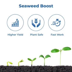 Acadian Goldstar Biostimulant Food Grade Ascophyllum Nodosum <b>Seaweed</b> Extract Powder Enhances Abiotic Stress Plants Fucoxanthin - Product Image 3