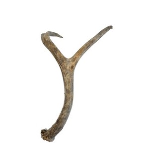 Direct Factory Durablement Naturel Daim Antler Chien Mâcher et Pour La Santé Dentaire - Product Image 3