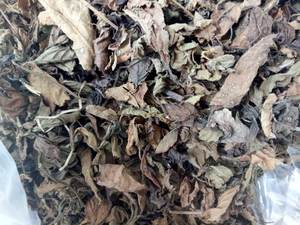 Precio barato Vietnam alta calidad cruda seca hierba negra Gelatina/Mesona Tailandia-jalea hierba hojas palo Natural - Product Image 4