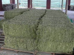 Premium Alfalfa <b>Hay</b> Animal Feed High Protein 18% Sun-Dried Bales Wholesale Export Cattle Pig Dog Chicken 40kg PP <b>Bags</b> 2 Year - Product Image 3