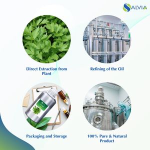 Huile Essentielle de Lovage 100% Pure et Naturelle - Marque Salvia Soins de Santé et Beauté Vente en Gros Emballage Personnalisé Prix Bas - Product Image 4