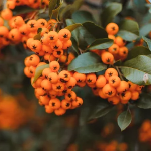 Suero de refuerzo de fruta de espino cerval de mar desarrollado coreano ODM/OBM ácido hialurónico antienvejecimiento antiarrugas sin parabenos para mujeres - Product Image 5