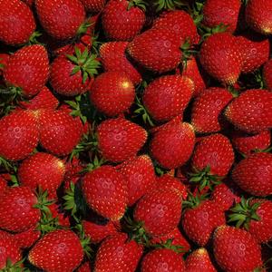 Fresas Frescas Naturales de Alta Calidad, Alto Contenido de Brix 12+ - Product Image 3