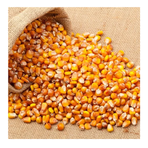 Prix de gros Maïs jaune qualité supérieure - Product Image 4