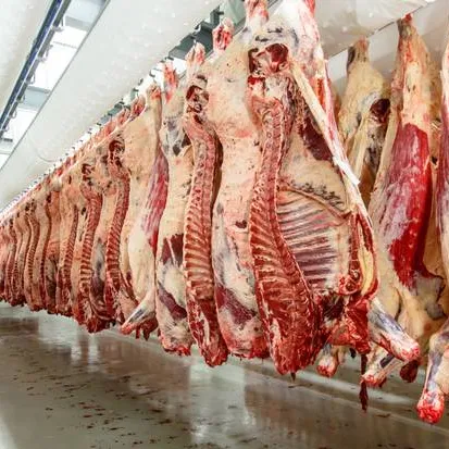 Viande de bœuf congelée halal de qualité exportée disponible/Vente en gros boeuf congelé halal prêt à la consommation