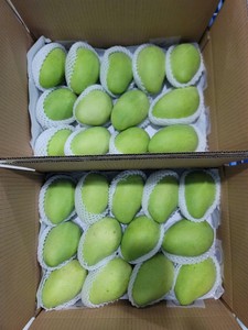 มะม่วงสดจากเวียดนามส่งออกโดยแมวชูมะม่วงซัพพลายเออร์มะม่วงผลไม้เขตร้อนหวานพรีเมี่ยมสำหรับตลาดต่างประเทศ - Product Image 2