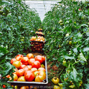 Invernadero de Plástico Económico para el Cultivo de Tomates en México, Agricultura y Producción de Cultivos - Product Image 2