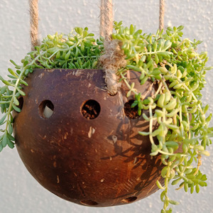 Chậu Trồng Hoa Dừa Thân Thiện Với Môi Trường Phân Hủy Sinh Học Chậu Trồng Vỏ Sò Tự Nhiên Thủ Công - Product Image 3