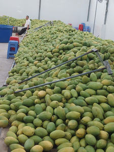 Cubes de mangue congelés: pelés et sucrés de haute qualité, provenant de producteurs vietnamiens pour les marchés d'exportation mondiaux - Product Image 2