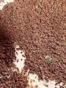 Venta al por mayor de calidad superior especias secas anís estrellado semillas de anís estrellado de Vietnam + 84 865216698 - Product Image 5