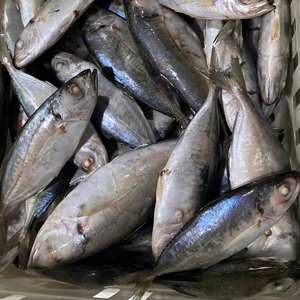 แพ็คสุญญากาศบรรจุภัณฑ์ขนาดใหญ่แช่แข็งปลาทะเล iqf BQF อายุการเก็บรักษา24เดือนจากเวียดนาม - Product Image 2