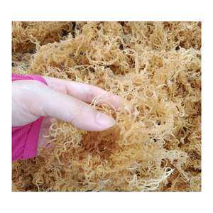 Vente en gros de produits de la mer sains, mousse de mer irlandaise jaune et violette, algues fraîches crues eucheuma cottoniFrom 99 Gold Data Vietnam - Product Image 4