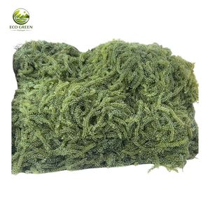 Umidibúdo de Alta Calidad, Uvas de Mar Deshidratadas, Caviar Verde, Algas Frescas Saladas de Vietnam, Venta al por Mayor a Granel, Precio de Fábrica - Product Image 1
