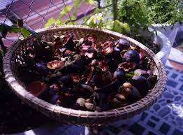 Material de Cáscara de Mangostán Seca Cruda de Primera Calidad Vietnamita Akina - Product Image 2