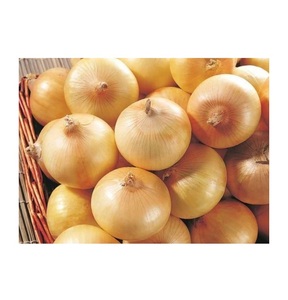 Oignon jaune frais nouvelle taille de culture 8 - 12 cm oignons frais chinois non pelés prix bon marché à vendre - Product Image 2
