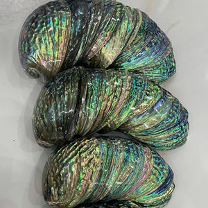Green Choice Vietnam <b>Abalone</b> <b>Shell</b> Natural Iridescent Glow Vietnam <b>Abalone</b> <b>Shell</b> for Handmade Sustainable Ocean Decor - Product Image 1