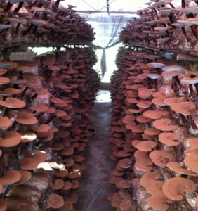 Hongo vietnamita Lingzhi Reishi tipo seco entero para la industria de condimentos y bebidas de alimentos - Product Image 6