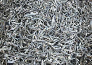 Anchoas Secas de Alta Calidad de Vietnam |   Pescado Natural de Mar |   Exportación a Granel - Product Image 4