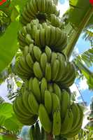 Exportador Mayorista de Plátanos Cavendish Frescos Orgánicos Sin OMG de Vietnam, que Ofrece Frutas Tropicales de Primera Calidad, Limpias, Dulces y Nutritivas