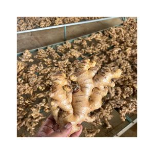 Gingembre frais et propre avec un arôme épicé et une texture ferme longue durée de conservation offert dans un emballage personnalisé idéal pour l'exportation et le marché alimentaire - Product Image 1