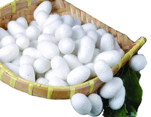 रेशम कीड़ा कोकून रेशम उत्पादन उच्च गुणवत्ता कोकून कीड़ा कम कीमत के लिए उच्च मानक निर्यात के लिए
