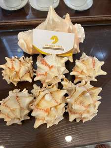 Seashell matériau naturel unique pour l'artisanat d'art, la décoration de bricolage et la décoration intérieure provenant du Vietnam 99GD - Product Image 2