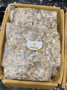 Llavero de Concha Natural, Accesorio de Recuerdo Hecho a Mano para Regalos - Product Image 4