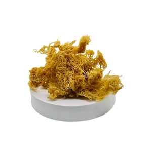 Sea <b>Moss</b> Organic Sundried Seaweed Seaweed All Natural Ocean Raw Gold Irish Seamoss Seaweed For Bulk Export - Product Image 5