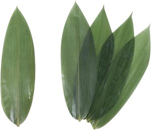 Venta al por mayor hojas de bambú frescas naturales envolver sushi - Product Image 4