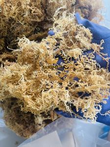 เจลมาส์แห้ง (สาหร่าย Eucheuma cottonii) จากเวียดนาม - Product Image 6