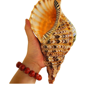 Trumpet Shell (charonia tritonis) จากเวียดนามเหมาะสำหรับการตกแต่งขายส่ง - Product Image 1