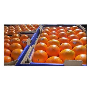 Naranjas de Miel Orgánicas de Calidad - Naranjas Frescas, Dulces y Jugosas de Portugal - Product Image 3